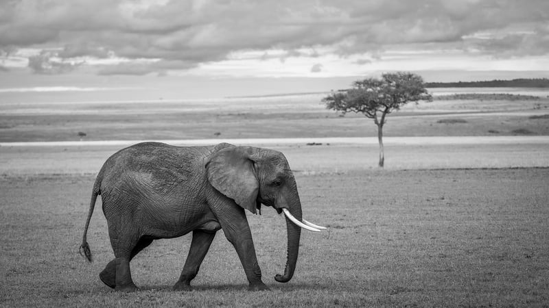 Walking Safari